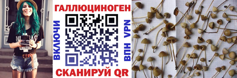 что такое наркотик  Щёлкино  Псилоцибиновые грибы мицелий 
